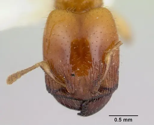 Pheidole antipodum specimen CASENT0178578 image casent0178578_2