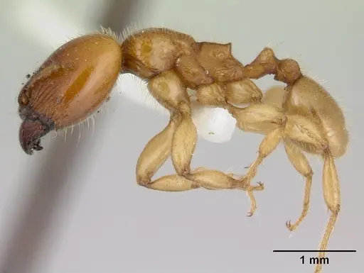 Pheidole antipodum specimen CASENT0178578 image casent0178578_3