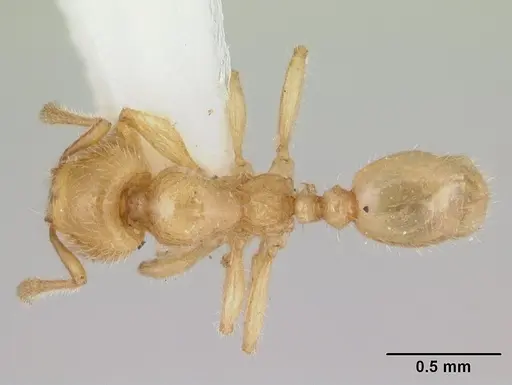 Pheidole antipodum specimen CASENT0178579 image casent0178579_1