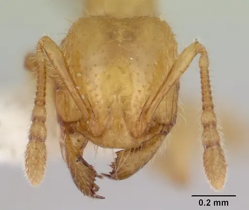 Pheidole antipodum specimen CASENT0178579 image casent0178579_2