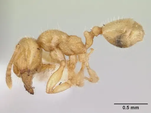 Pheidole antipodum specimen CASENT0178579 image casent0178579_3