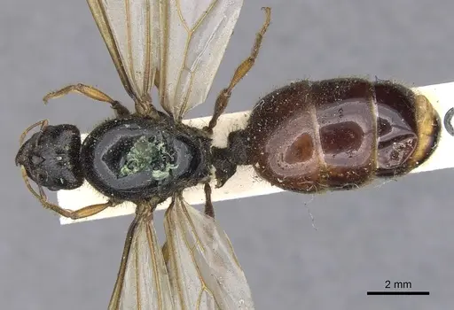 Pheidole antipodum specimen CASENT0901259 image casent0901259_1