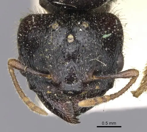 Pheidole antipodum specimen CASENT0901259 image casent0901259_2
