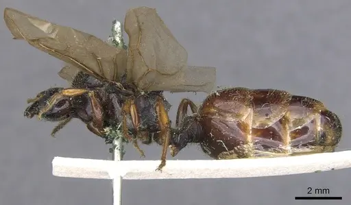 Pheidole antipodum specimen CASENT0901259 image casent0901259_3