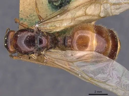Pheidole antipodum specimen CASENT0907772 image casent0907772_1
