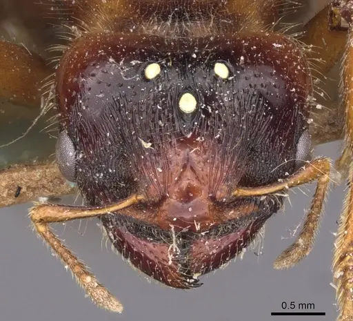 Pheidole antipodum specimen CASENT0907772 image casent0907772_2