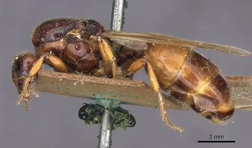 Pheidole antipodum specimen CASENT0907772 image casent0907772_3