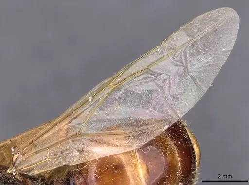 Pheidole antipodum specimen CASENT0907772 image casent0907772_4