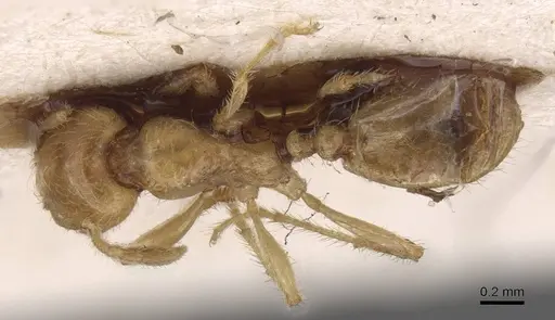 Pheidole antipodum specimen CASENT0915459 image casent0915459_1