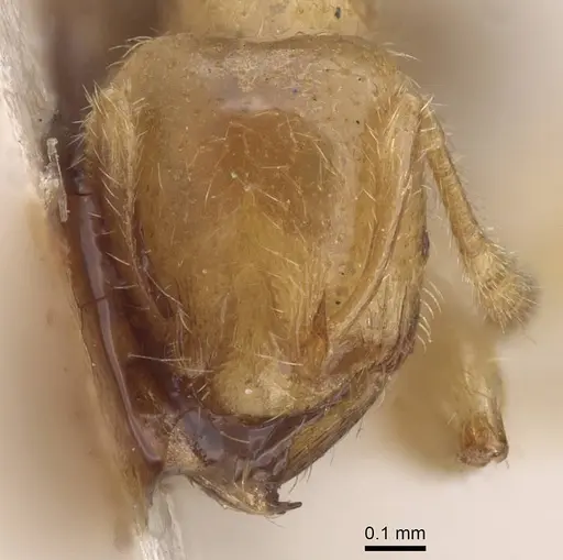 Pheidole antipodum specimen CASENT0915459 image casent0915459_2