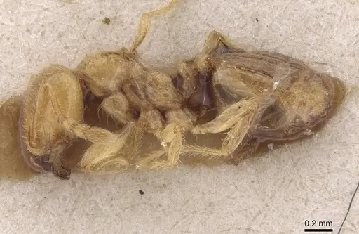 Pheidole antipodum specimen CASENT0915459 image casent0915459_3
