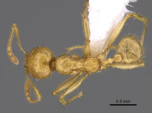 Pheidole antranohofa specimen CASENT0906502 image casent0906502_1