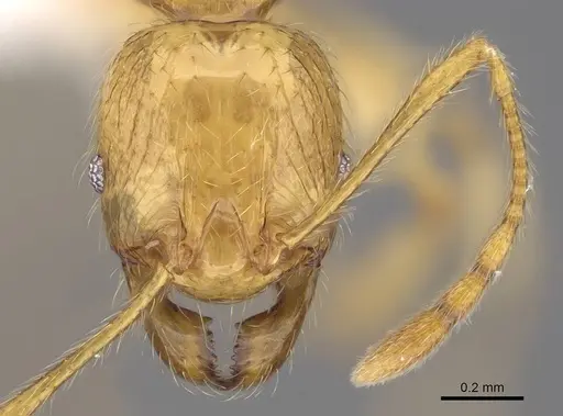 Pheidole antranohofa specimen CASENT0906502 image casent0906502_2