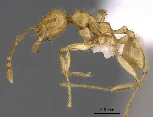 Pheidole antranohofa specimen CASENT0906502 image casent0906502_3