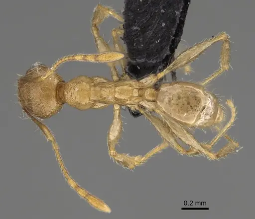 Pheidole antranohofa specimen CASENT0923294 image casent0923294_1