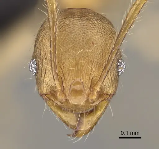 Pheidole antranohofa specimen CASENT0923294 image casent0923294_2