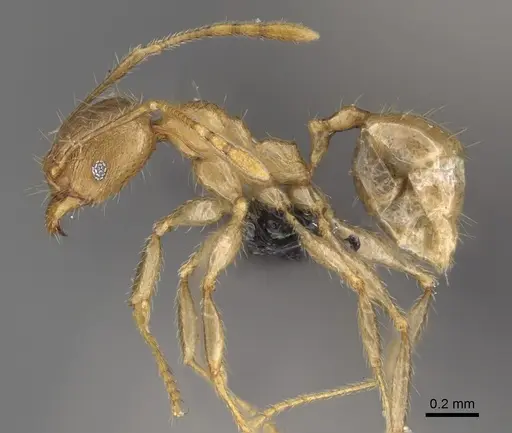 Pheidole antranohofa specimen CASENT0923294 image casent0923294_3