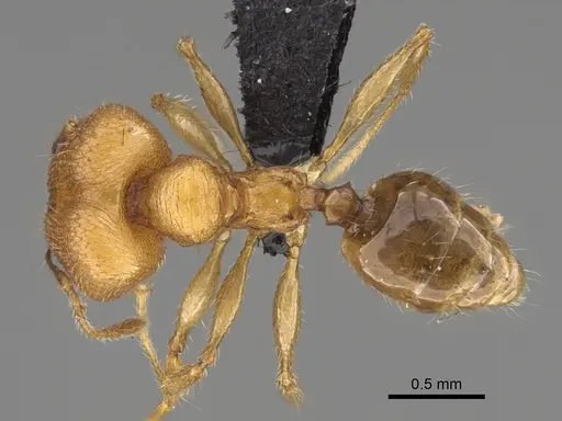 Pheidole antranohofa specimen CASENT0923295 image casent0923295_1