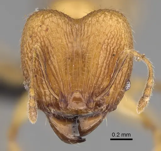 Pheidole antranohofa specimen CASENT0923295 image casent0923295_2
