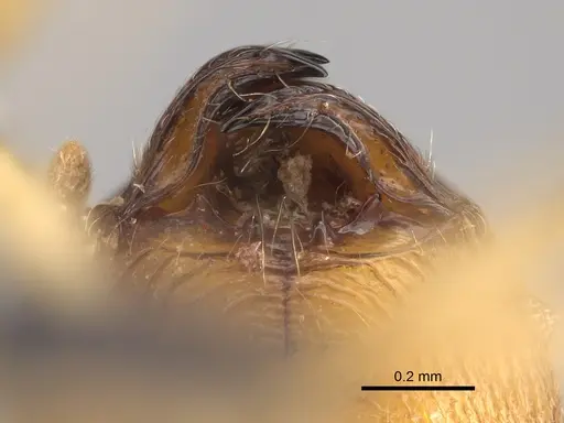 Pheidole antranohofa specimen CASENT0923295 image casent0923295_3