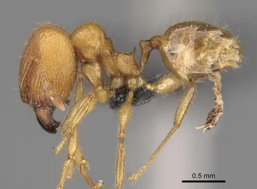 Pheidole antranohofa specimen CASENT0923295 image casent0923295_4