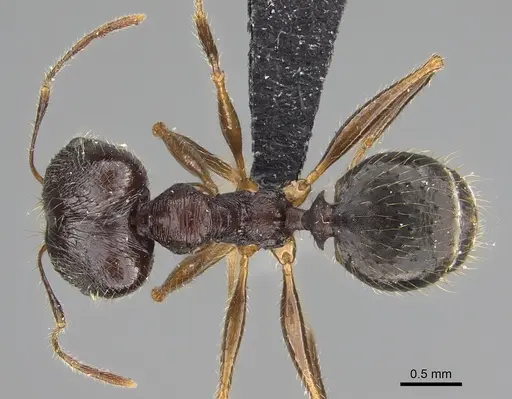 Pheidole antsahabe specimen CASENT0107506 image casent0107506_1