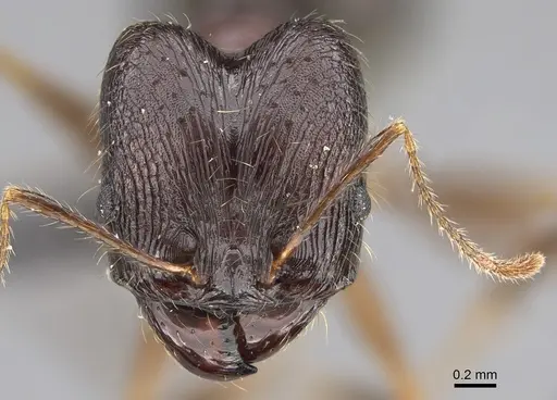 Pheidole antsahabe specimen CASENT0107506 image casent0107506_2