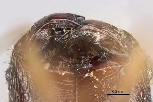 Pheidole antsahabe specimen CASENT0107506 image casent0107506_3