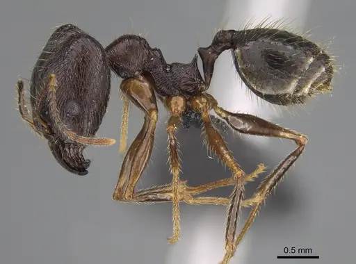 Pheidole antsahabe specimen CASENT0107506 image casent0107506_4
