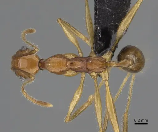 Pheidole antsahabe specimen CASENT0923247 image casent0923247_1