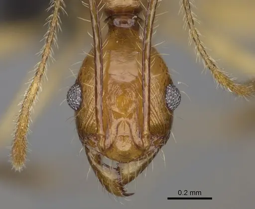 Pheidole antsahabe specimen CASENT0923247 image casent0923247_2