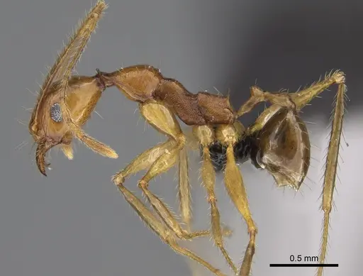Pheidole antsahabe specimen CASENT0923247 image casent0923247_3