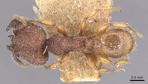 Pheidole aper specimen CASENT0904451 image casent0904451_1