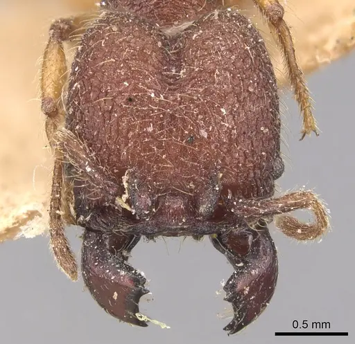 Pheidole aper specimen CASENT0904451 image casent0904451_2