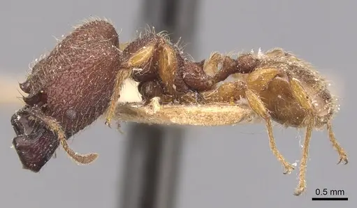 Pheidole aper specimen CASENT0904451 image casent0904451_3