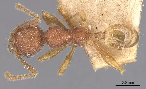 Pheidole aper specimen CASENT0904452 image casent0904452_1