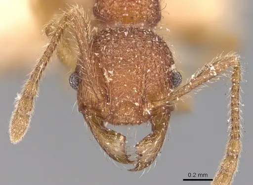 Pheidole aper specimen CASENT0904452 image casent0904452_2