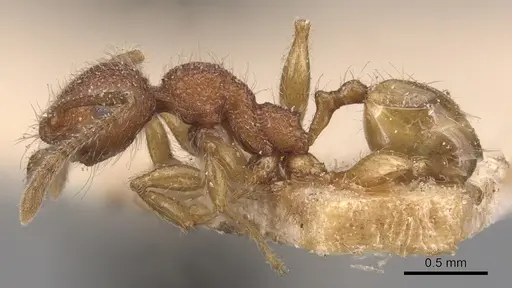 Pheidole aper specimen CASENT0904452 image casent0904452_3