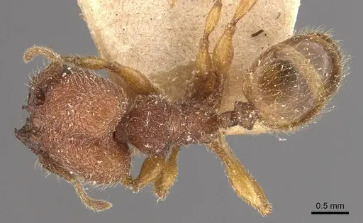 Pheidole aper specimen CASENT0908306 image casent0908306_1