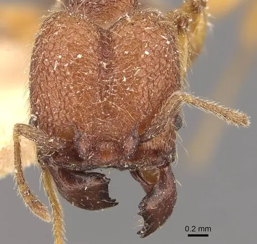 Pheidole aper specimen CASENT0908306 image casent0908306_2