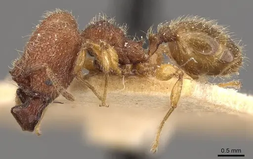 Pheidole aper specimen CASENT0908306 image casent0908306_3