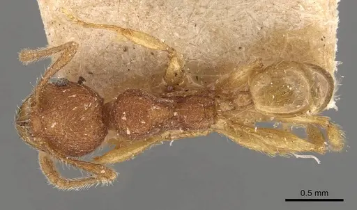 Pheidole aper specimen CASENT0908307 image casent0908307_1