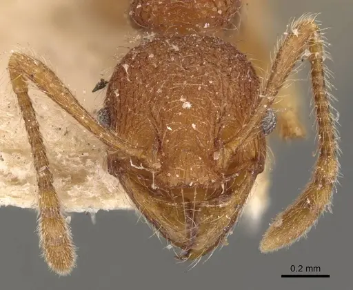 Pheidole aper specimen CASENT0908307 image casent0908307_2