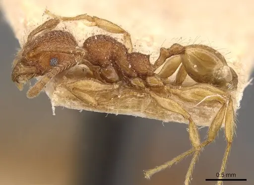 Pheidole aper specimen CASENT0908307 image casent0908307_3