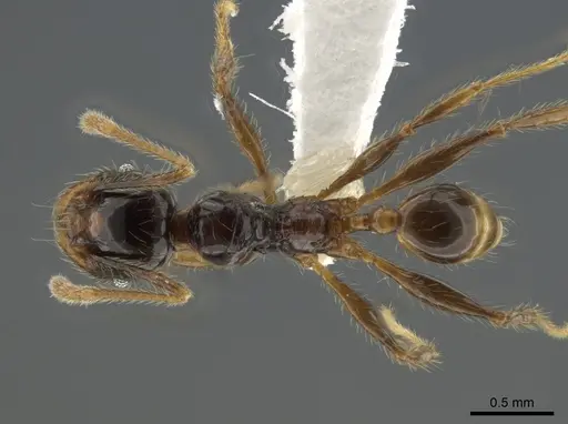 Pheidole arachnion specimen CASENT0628423 image casent0628423_1