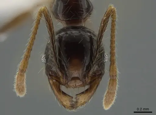 Pheidole arachnion specimen CASENT0628423 image casent0628423_2