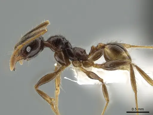 Pheidole arachnion specimen CASENT0628423 image casent0628423_3