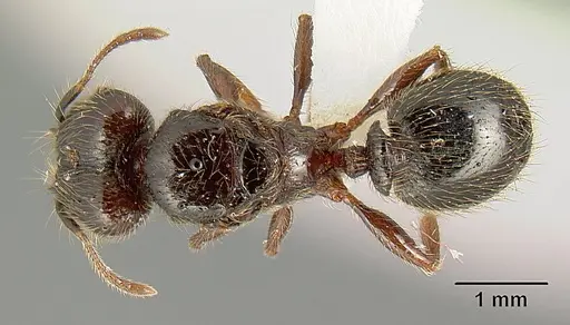 Pheidole arachnion specimen INB0003212178 image inb0003212178_1