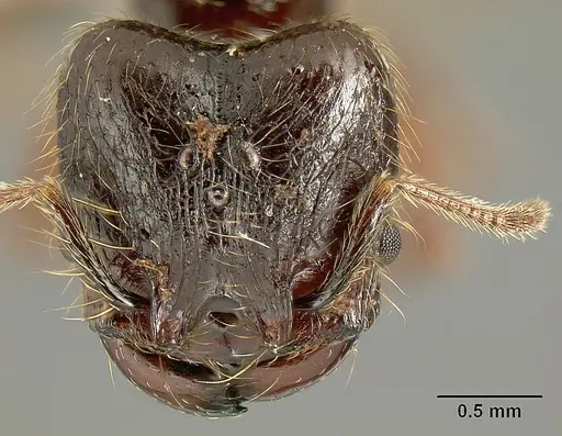 Pheidole arachnion specimen INB0003212178 image inb0003212178_2