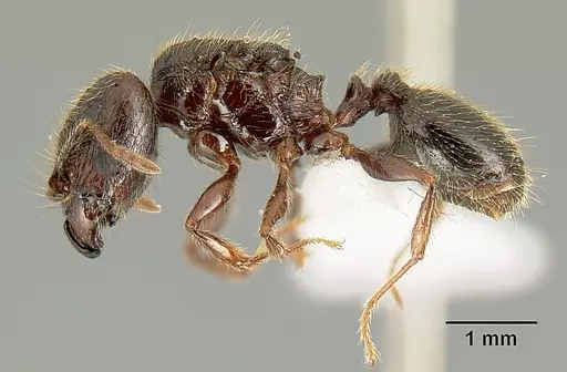 Pheidole arachnion specimen INB0003212178 image inb0003212178_3